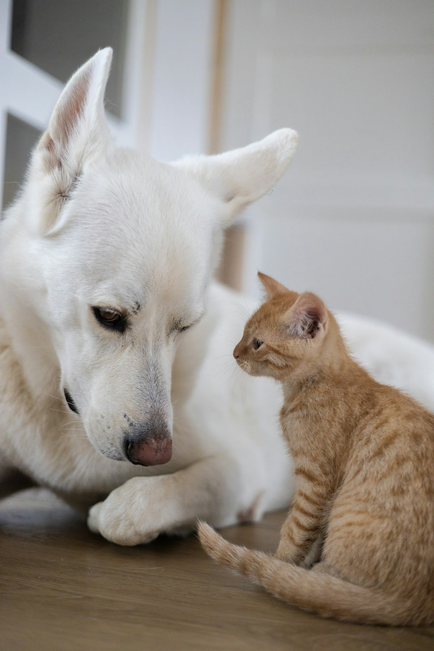 A white dog resting beside a ginger cat